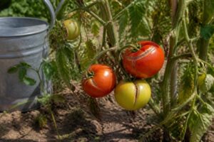 Pomodori che si spaccano prima di maturare: l’errore di irrigazione più comune a luglio